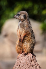 merkat suricata sitting and watching some predator