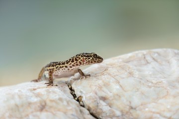Gecko lizard on rocks