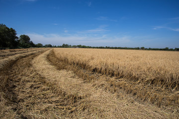 Fototapeta na wymiar farmer harvesting rice in paddy field
