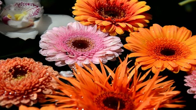 Bunte Blumen im Wasser