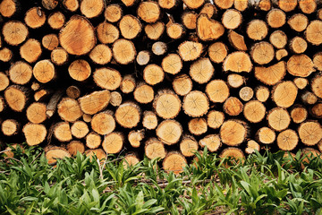 Timber background