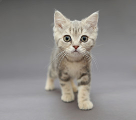 Fototapeta na wymiar Little British gray kitten with big eyes