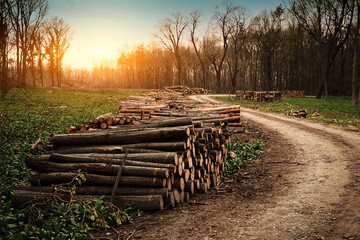 Fototapeta na wymiar Deforestation industry