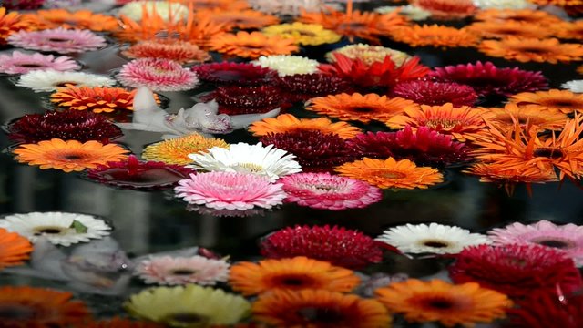 Bunte Blumen im Wasser