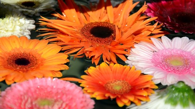 Bunte Blumen im Wasser