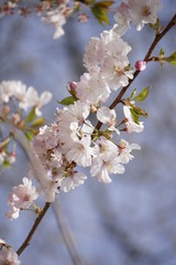 Fototapeta premium Pink cherry blossoms