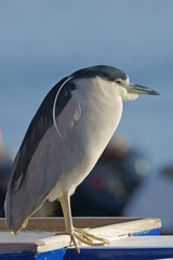 Obraz premium Sea Bird at California Pier