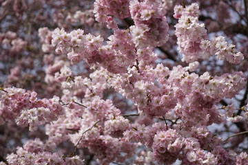 Fototapeta na wymiar Pink cherry blossoms