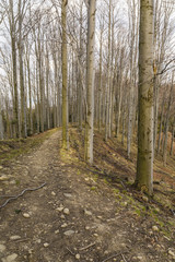 Obraz premium Path between beech