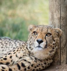lieing cheetah