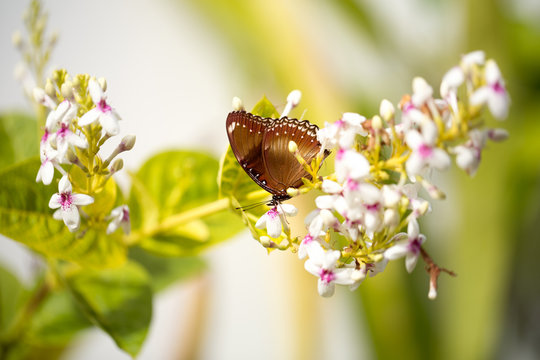 butterfly standing on flowers