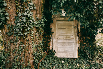 Grunge old door near tree