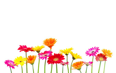 bunte Blumen freigestellt