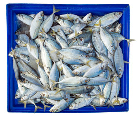 Fototapeta premium Fish in blue box isolated on white background