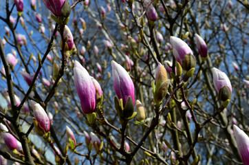 Magnolia kwiaty - obrazy, fototapety, plakaty