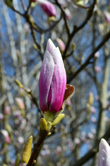 Magnolia kwiaty - obrazy, fototapety, plakaty