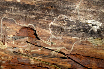 ślady pracy korników © zetat