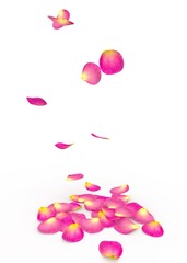 Rose petals fall to the floor