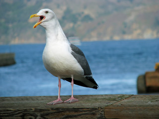 Seagull at Fisherman's Wharf San Francisco California