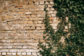Brick wall with green ivy background