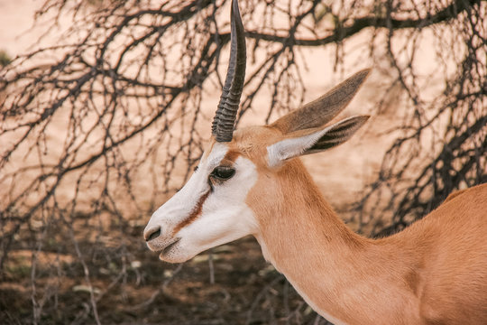 Fototapeta Springbok