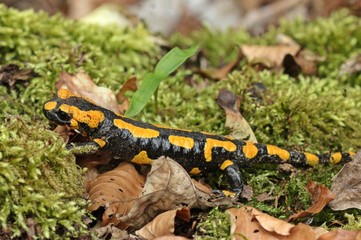 Feuersalamander im Nationalpark Kellerwald
