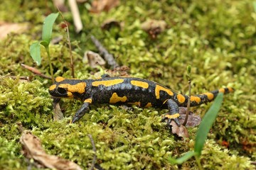 Feuersalamander im Nationalpark Kellerwald