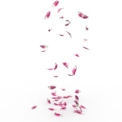 Tulip petals fall to the floor