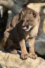 Puma © massimhokuto