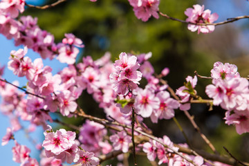Fototapeta na wymiar spring sakura pink flower