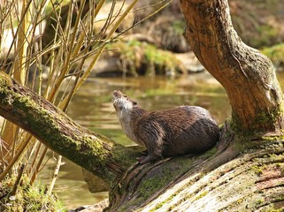  Fischotter (Lutra lutra) auf Baumstamm am Wasser