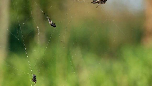 Mouche toile d'araign&eacute;e pi&egrave;ge