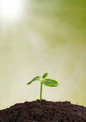 Young plant in earth, concept of new life