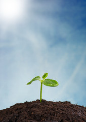 Young plant in earth, concept of new life
