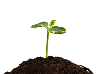 Young plant in earth, concept of new life