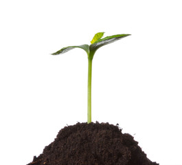 Young plant in earth, concept of new life