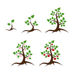 Obraz premium Apple tree vector illustration