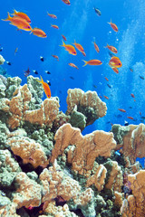 Naklejka na ściany i meble coral reef with fishes Anthias, underwater