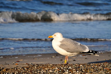 Meermöwe im Sonnenlicht am Strand