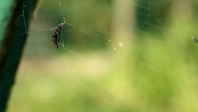 Mouche pi&egrave;ge toile d'araign&eacute;e