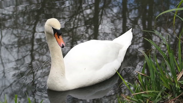 Adult Mute Swan floating on a lake