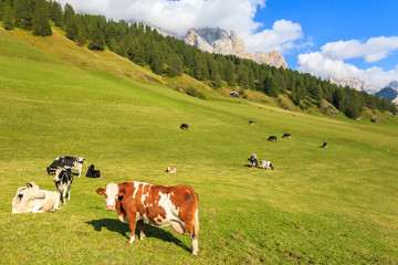 Fototapeta na wymiar Cows grazing on green pasture in Dolomites Mountains, Italy