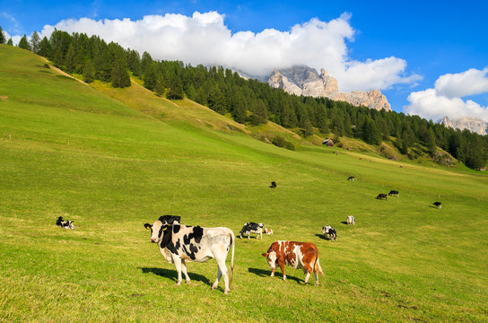 Cows grazing on green pasture in Dolomites Mountains, Italy
