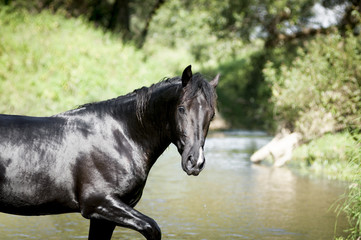 Obraz premium black wet horse in water