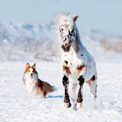 Appaloosa pony and sable border collie runs gallop in winter