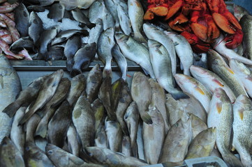Fototapeta premium Fish on the counter at Turkish Bazaar in Old city of Acre
