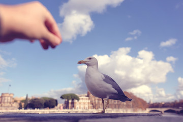 White seagull near Tiber river in Rome