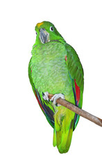Amazon Parrot perched
