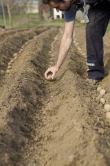 Planting potatoes.
