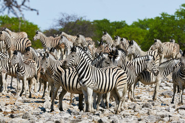 Naklejka na ściany i meble Herd of zebras